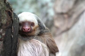 Sleepy Sloth