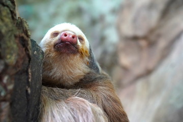 Costa Rican Sloth 