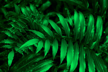 Obraz na płótnie Canvas green leaves on the green backgrounds