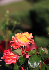 Art photo rose petals isolated on the natural blurred background. Closeup. For design, texture, background. Nature.