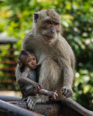Naklejka na ściany i meble Semarang, Central Java/ Indonesia - April 07, 2019 : Litle monkey feeding milk from mother monkey