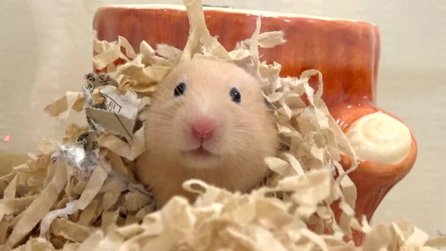 Closeup shot of Syrian, Golden hamster coming out from her hideout. 4K