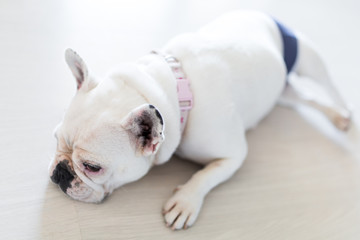 Close up of a white french bulldog wearing a diaper lying lazily on the floor