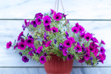 flowers in baskets hanging on the street on the background of the wall of plates