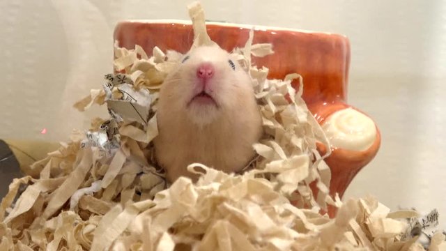 巣箱から現れるキンクマ（ゴールデン）ハムスター 4K. Syrian, Golden hamster coming out from her hideout