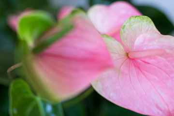 Close up of a pink orchid blossom, against a bokeh background