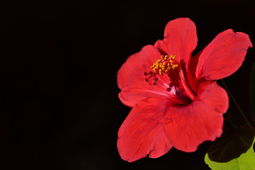 Closeup of a bright red blossom of a hibiscus with yellow dancing bee pollen against dark background in Sicily