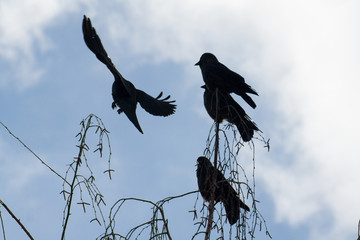 jackdaws on the branches against the sky in spring