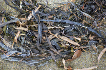 Dried seaweed on a sandy beach at low tide.