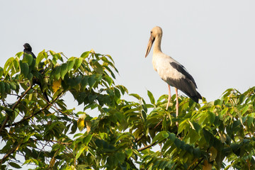 An Indian open bill stork resting on top of a tree with green leaves