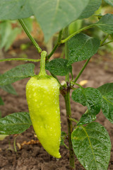 Bell pepper growing on bush in the garden. Bulgarian or sweet pepper.
