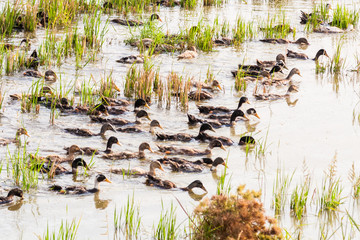 Flock of ducks swimming in a paddy field with water