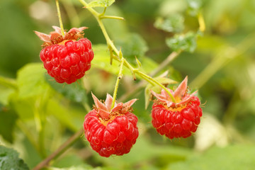 Ripe raspberries are grown in the garden.