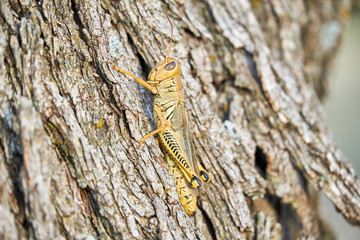 Macro close up of a Differential Grasshopper on mesquite tree in Texas