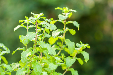 Fresh green mint plants with green leaves in natural sunlight with green out of focus background
