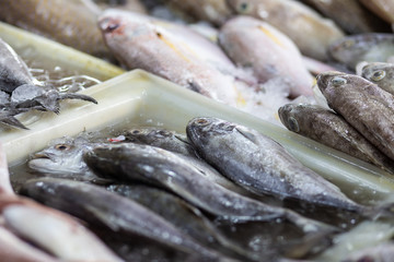 Longtail tuna fresh fish sell in fishery local market