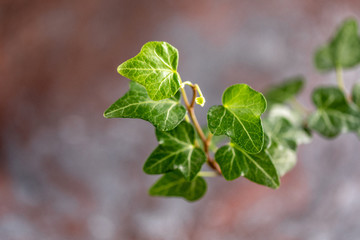 Ivy flower on a textural background. Part of the plant, close-up.