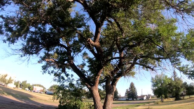 Huge tree in a park on a sunny day.