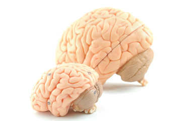 human brain model