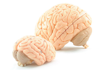 human brain model