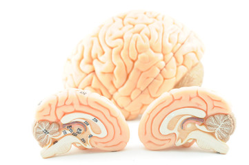 human brain model