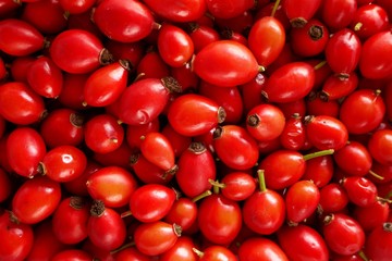 Rosehip berry close-up background. Healthy berries.Natural source of vitamin C.Red berries macro