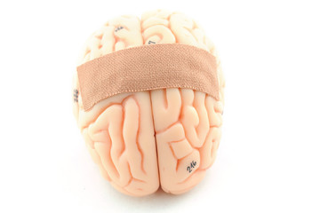 human brain model