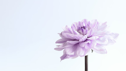 floral background. lilac flower on white background. holiday card with a large flower.