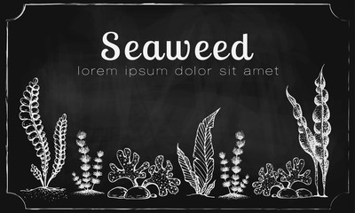 Vector horizontal banner template with drawn seaweeds on chalkboard. vintage background with engraved seaweeds corals and reef on blackboard. underwater hand drawn elements. Vintage seaweed collection © Elena