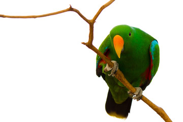 Green Eclectus Parrot on white © Tim Newcombe