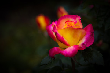 Pink and yellow rose