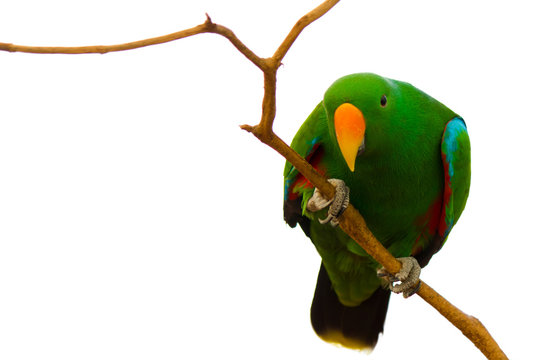 Green Eclectus Parrot on white