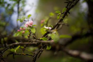 Close up of a tree branch full of leaves and blooming flowers