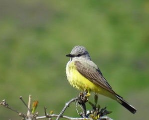 Kingbird I
