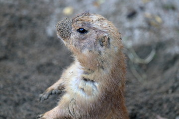 プレーリードッグ　穴掘り終了
