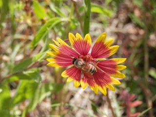 Gaillardia Indian flower with bee in it