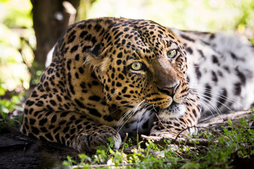Close up of a leopard resting under a bush and staring at the camera