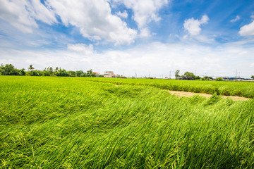 Green rice plantation field against blue sky