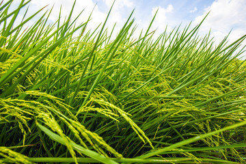 Green rice plantation field against blue sky
