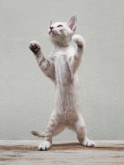 view of a white kitten standing with two legs on wood ground with white wall in background.