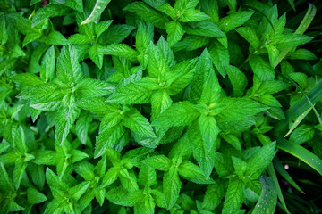 Mint plant grow at vegetable garden. Selecyive focus. Top view