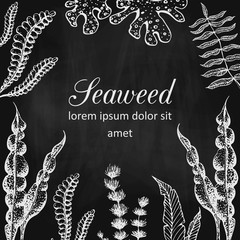 Vector seaweed banner or frame on chalkboard. vintage blackboard with chalk drawn seaweeds corals and reef. underwater natural hand drawn elements. Vintage seaweed collection. banner template design © Elena