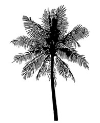 Obraz premium coconut palm tree silhouette on white background