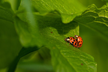 Nature
