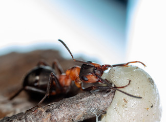 big red forest ant in natural habitat