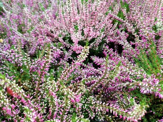 Obraz premium pink blooming heather for background
