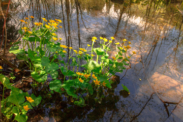 Flowers in Lacu Rosu, Romania