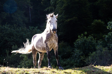 Obraz na płótnie Canvas Proud white stallion in the great outdoors