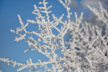 Frosted leaf across blue sky