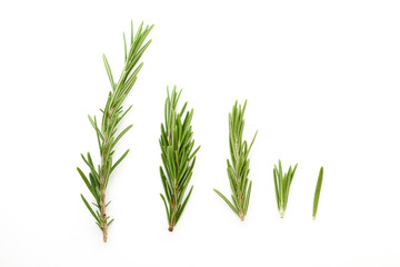 Fresh rosemary white background isolated